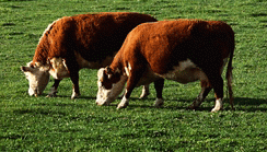 cbp0017949_p.gif